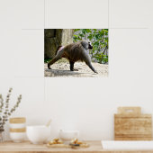 Hamadryas baboon loopt over de grond poster (Keuken)