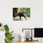 Hamadryas baboon loopt over de grond poster (Thuiskantoor)