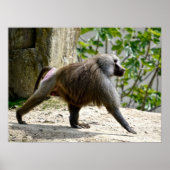 Hamadryas baboon loopt over de grond poster (Voorkant)