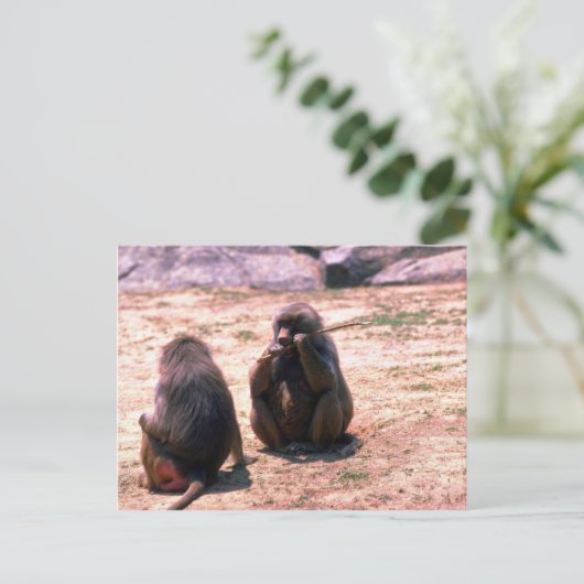 Hamadryas Baboons glanzende schors van stok Briefkaart (Staand voorkant)