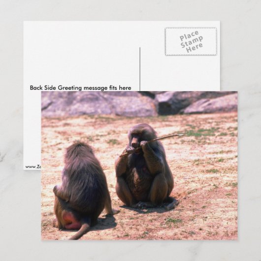 Hamadryas Baboons glanzende schors van stok Briefkaart (Voorkant / Achterkant)