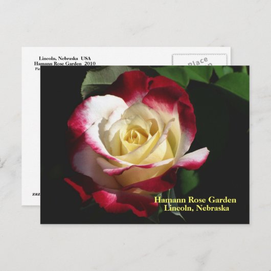 Hamann Roos Garden Double Delight Roos #190n 019 Briefkaart (Voorkant / Achterkant)