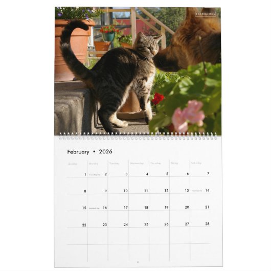HAMbWG - Bright kattenkalender Kalender (Feb 2026)