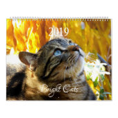HAMbWG - Bright kattenkalender Kalender (Hoes)