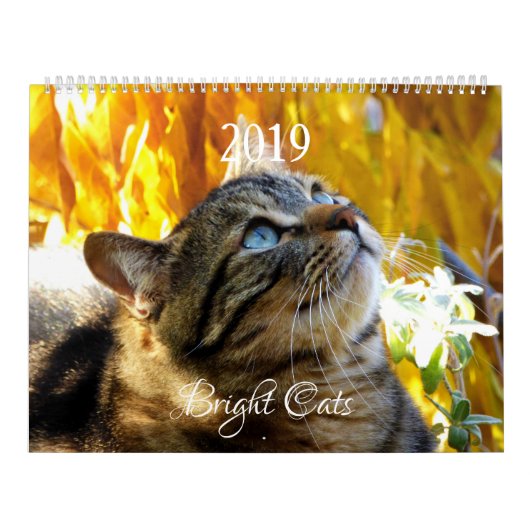 HAMbWG - Bright kattenkalender Kalender (Hoes)