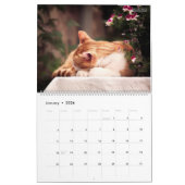HAMbWG - Bright kattenkalender Kalender (Jan 2026)