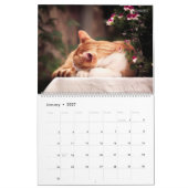 HAMbWG - Felis Catus Kalender (Jan 2027)