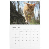 HAMbWG Outdoor Katten & Kittens Kalender (Feb 2027)