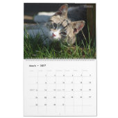 HAMbWG Outdoor Katten & Kittens Kalender (Mar 2027)