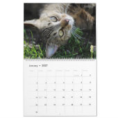 HAMbWG Outdoor Katten & Kittens Kalender (Jan 2027)