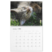 HAMbWG Outdoorkatten & Kittens Kalender (Jan 2026)