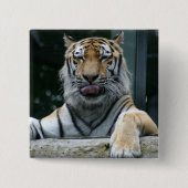 HAMbWG - Square Button - Tiger (Voorkant)