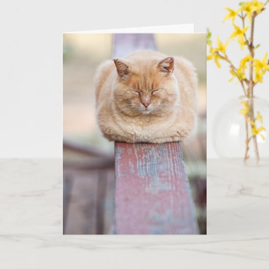 HAMbWG - Wenskaart - Kat op spoor Kaart (Gele Bloem)