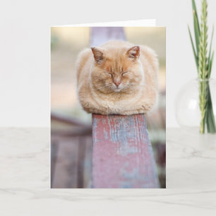 HAMbWG - Wenskaart - Kat op spoor Kaart