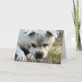 HAMbWG - Wenskaart - Sad Doggy Kaart