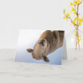 HAMbWG - Wenskaart - schapen Kaart (Gele Bloem)