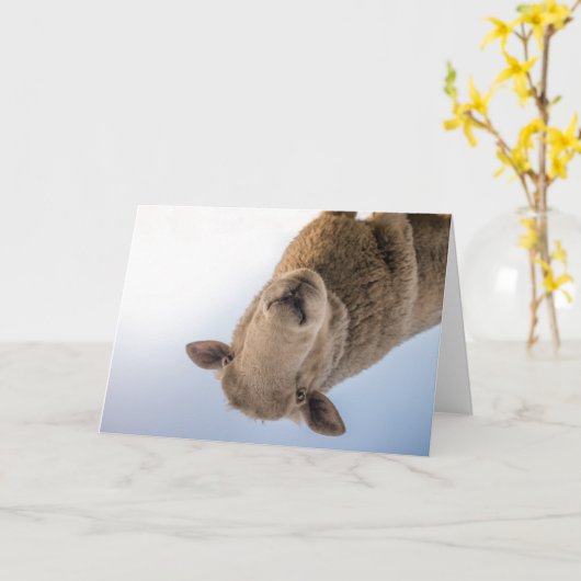 HAMbWG - Wenskaart - schapen Kaart (Gele Bloem)