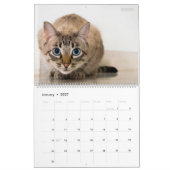 HAMbyWG 2020 Kat-Katten Kalender (Jan 2027)