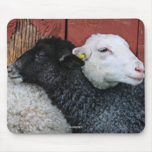 HAMbyWG - Black Sheep White Sheep Muismat (Voorkant)
