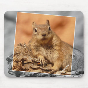 HAMbyWG - Famous Squirrel - Muismat