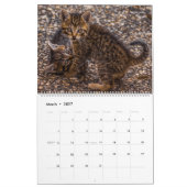 HAMbyWG Kitten Kalender (Mar 2027)