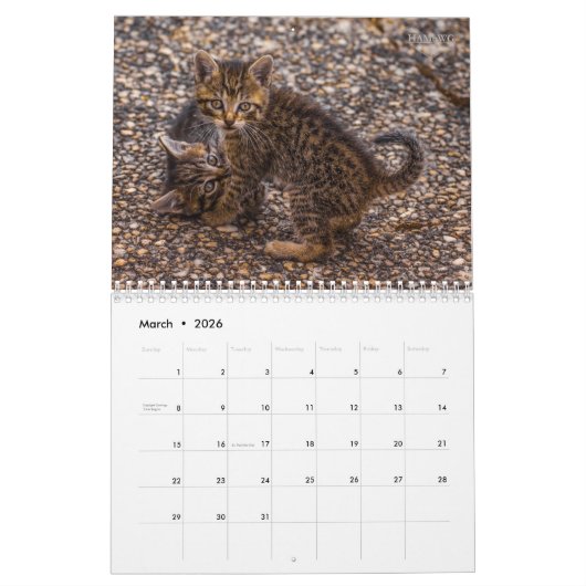 HAMbyWG Kitten Kalender (Mar 2026)