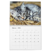HAMbyWG Kitten Kalender (Feb 2026)