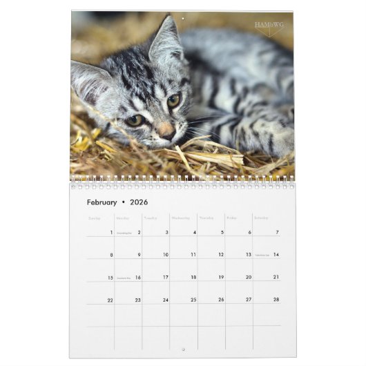 HAMbyWG Kitten Kalender (Feb 2026)