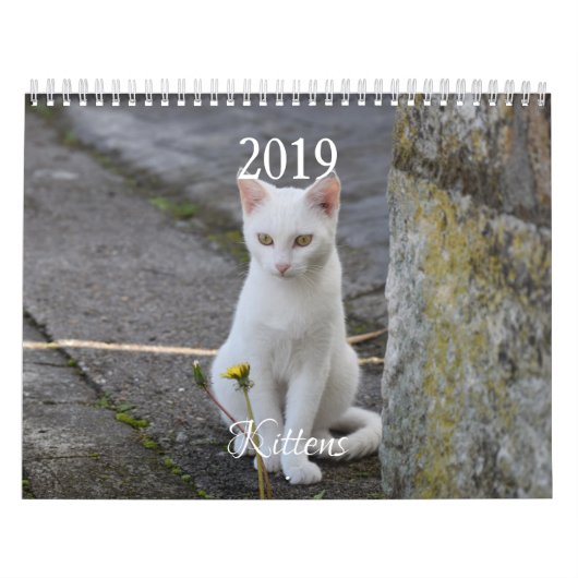 HAMbyWG Kitten Kalender (Hoes)