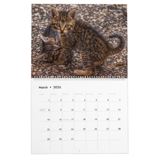 HAMbyWG Kitten Kalender (Mar 2026)