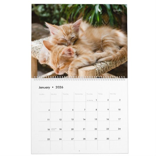 HAMbyWG - Meer kittens Kalender (Jan 2026)