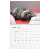 HAMbyWG - Meer kittens Kalender (Feb 2026)