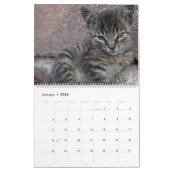 HAMbyWG - Meer kittens Kalender (Jan 2026)