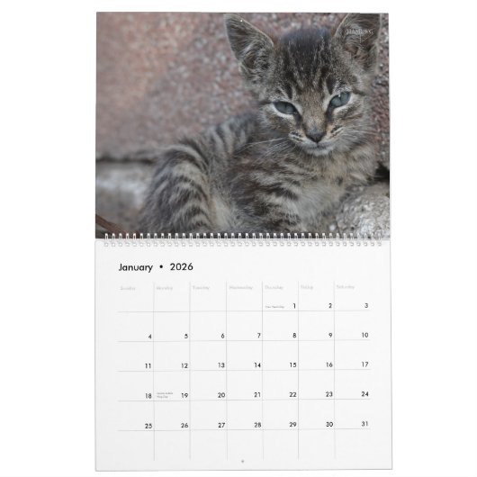 HAMbyWG - Meer kittens Kalender (Jan 2026)