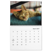 HAMbyWG Modern Cats Kalender (Mar 2027)