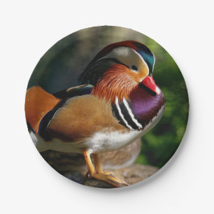 HAMbyWG - Papieren Bord - Baby Mallard