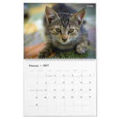 HAMbyWG- Portret van een Kitten Kalender (Feb 2027)