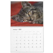 HAMbyWG- Portret van een Kitten Kalender (Jan 2027)