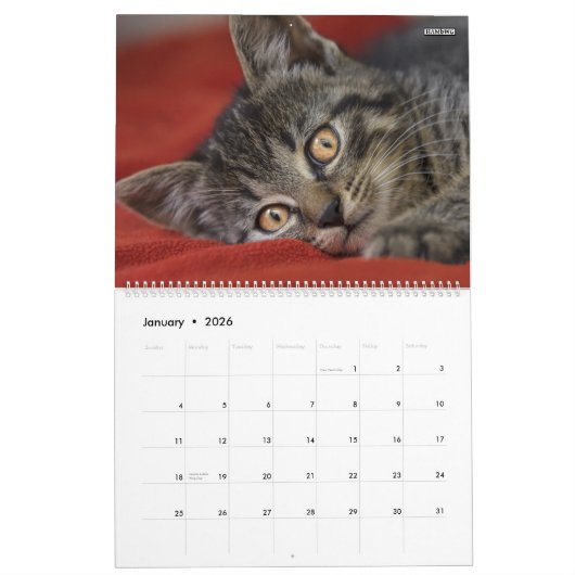 HAMbyWG- Portret van een Kitten Kalender (Jan 2026)