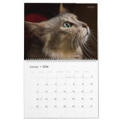 HAMbyWG - Prachtige katten Kalender (Jan 2026)