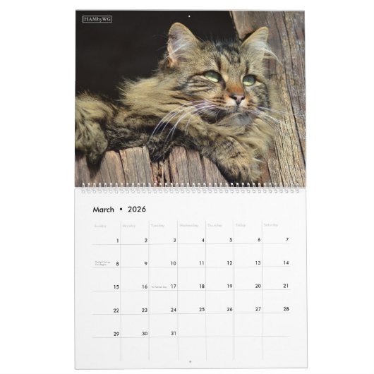 HAMbyWG - Rustische katten & Kittens 2 Kalender (Mar 2026)