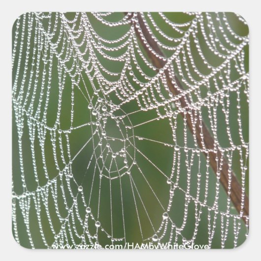 HAMbyWG - Stickers - Spider Web (Voorkant)