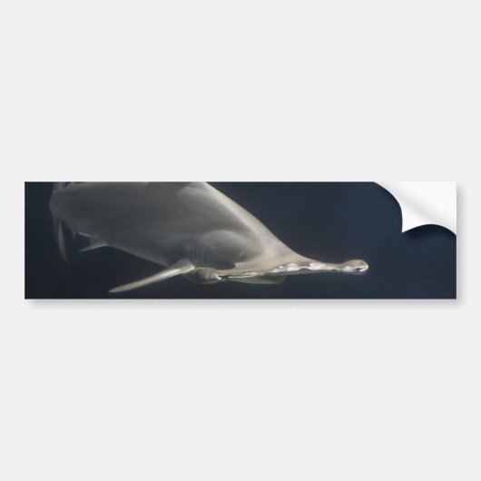 Hamerhaai Bumpersticker (Voorkant)