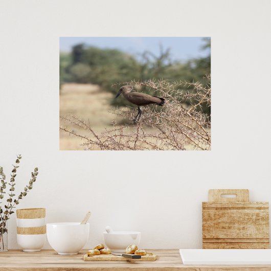 Hamerkop in Thorns - Afrikaans Poster (Keuken)