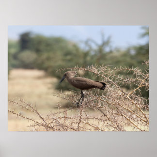 Hamerkop in Thorns - Afrikaans Poster
