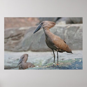Hamerkop (Scopus umbretta) Poster