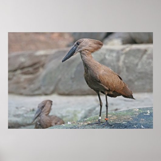Hamerkop (Scopus umbretta) Poster (Voorkant)