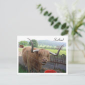 Hamish the Hairy Coo, Schotland Briefkaart (Staand voorkant)