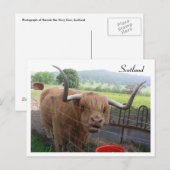 Hamish the Hairy Coo, Schotland Briefkaart (Voorkant / Achterkant)