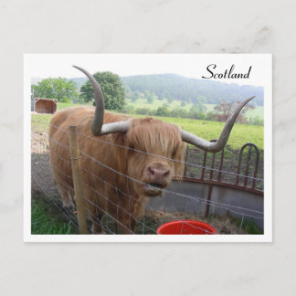 Hamish the Hairy Coo, Schotland Briefkaart